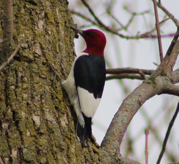 Red-headed Woodpecker - Drew Goldberg