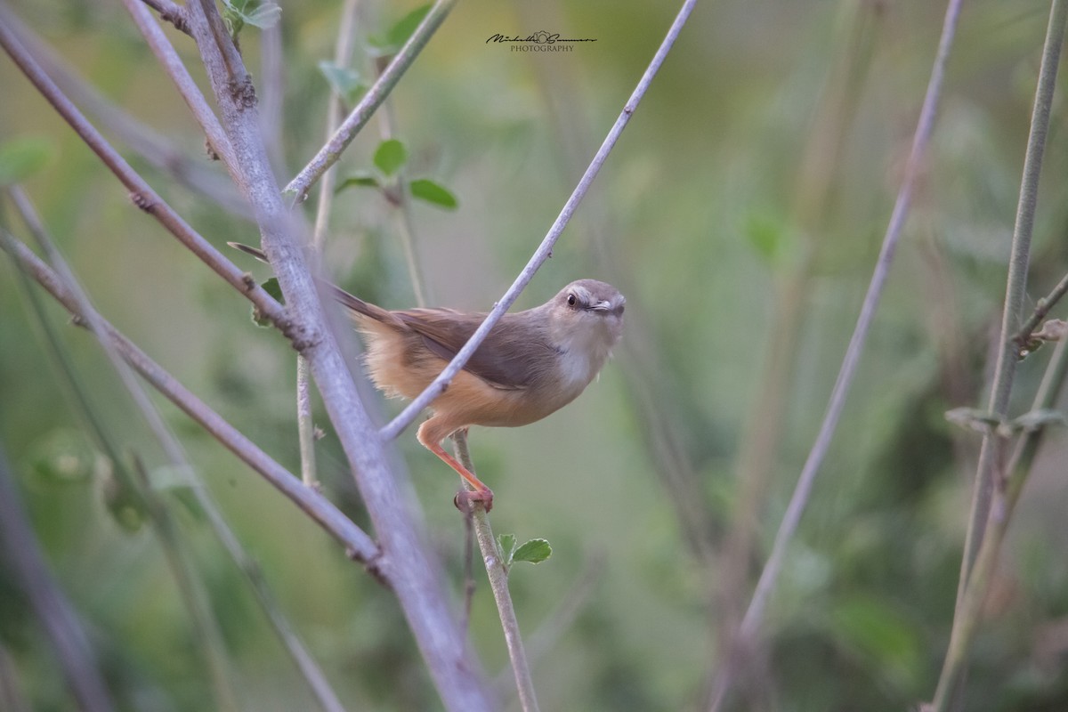 Tawny-flanked Prinia - Michelle Summers