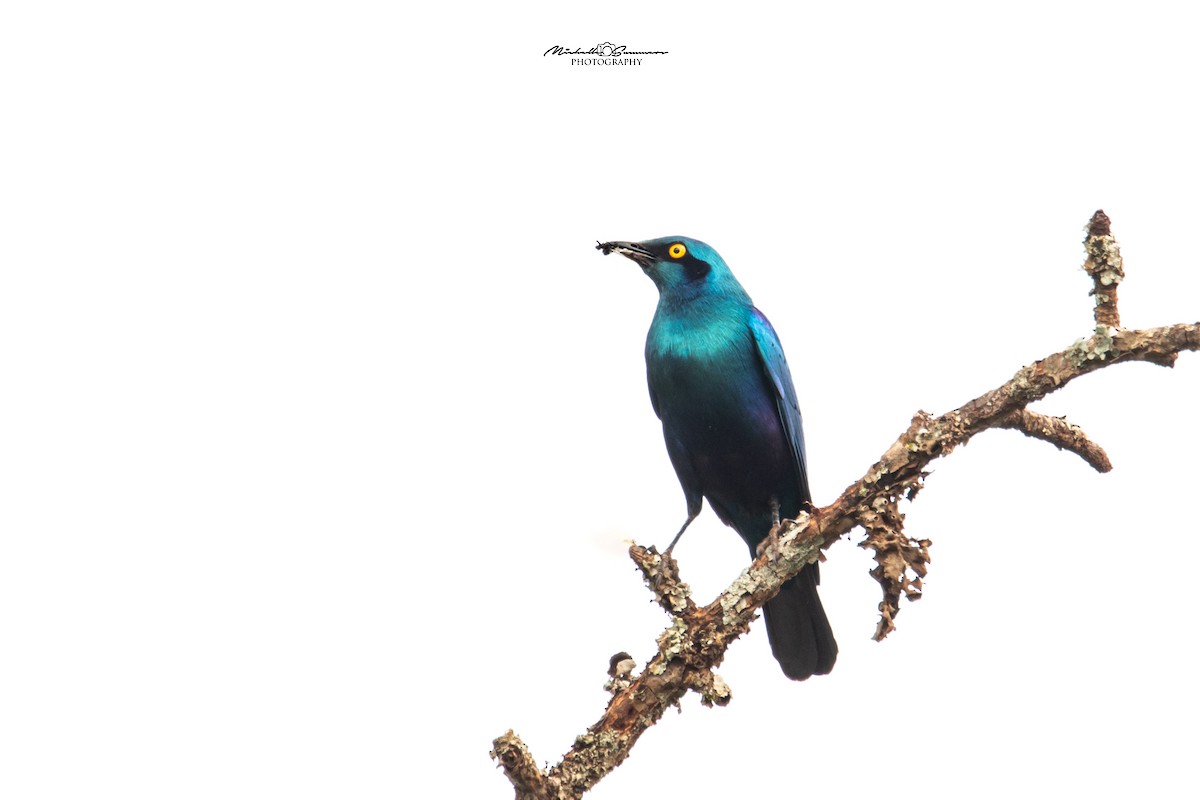 Greater Blue-eared Starling - ML131108671