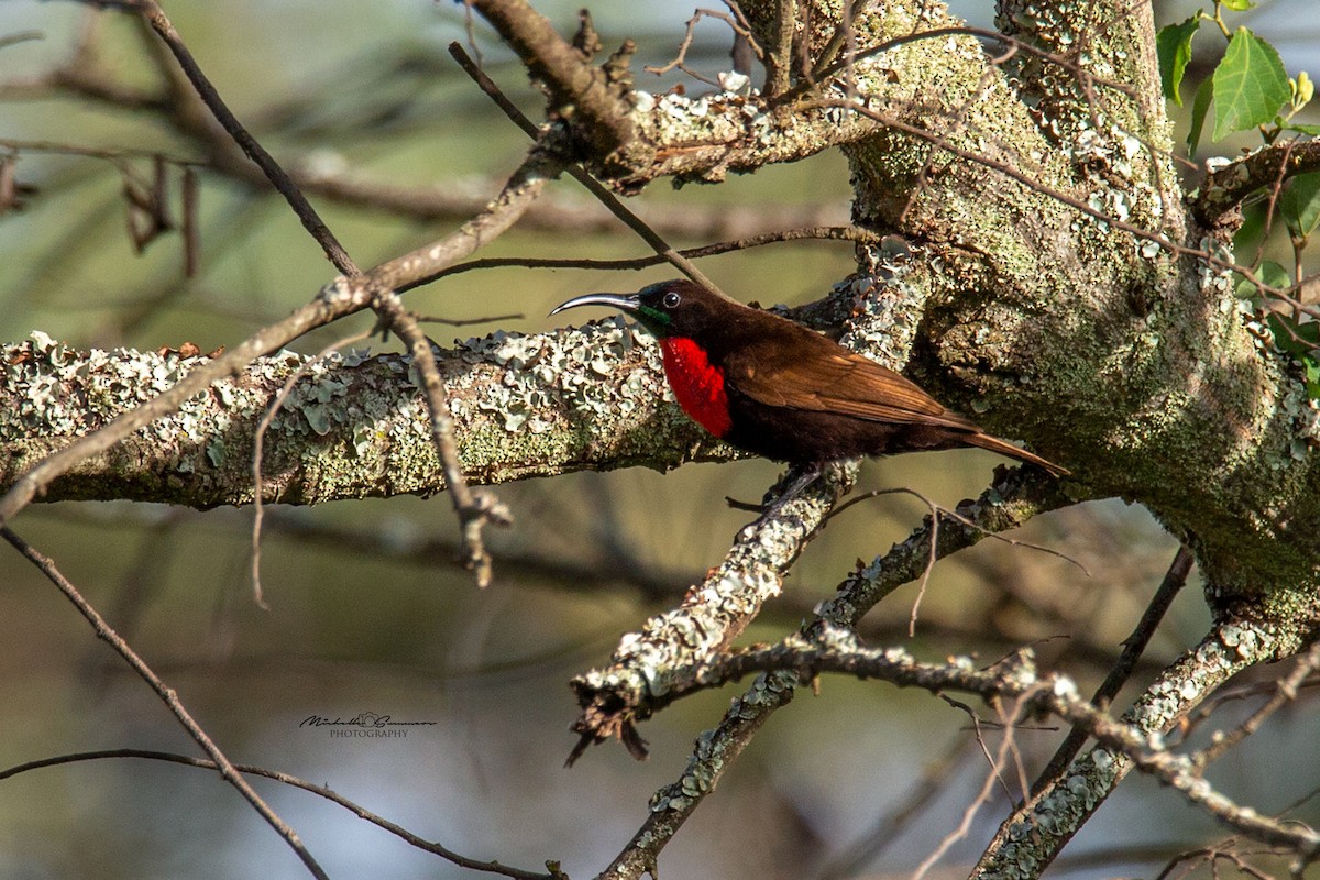 Scarlet-chested Sunbird - Michelle Summers