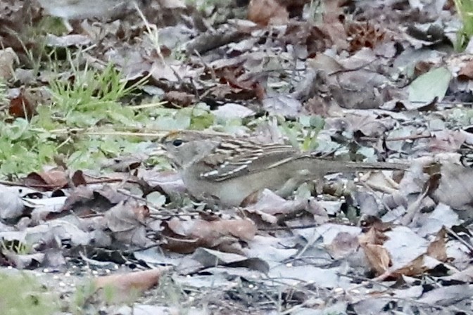 Golden-crowned Sparrow - ML131109521