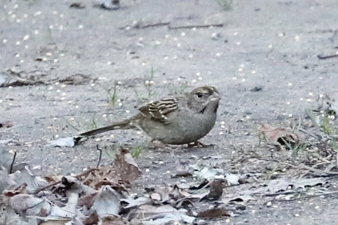 Golden-crowned Sparrow - ML131109531