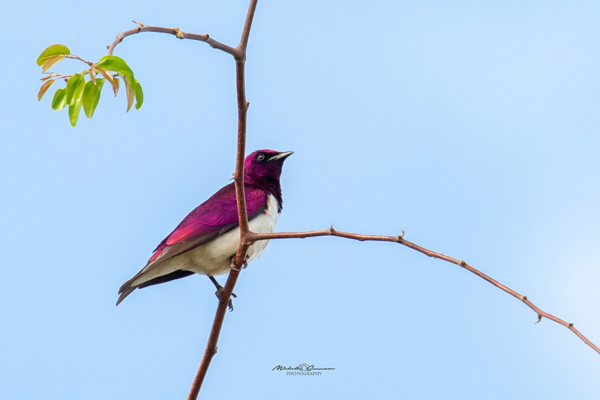 Violet-backed Starling - Michelle Summers