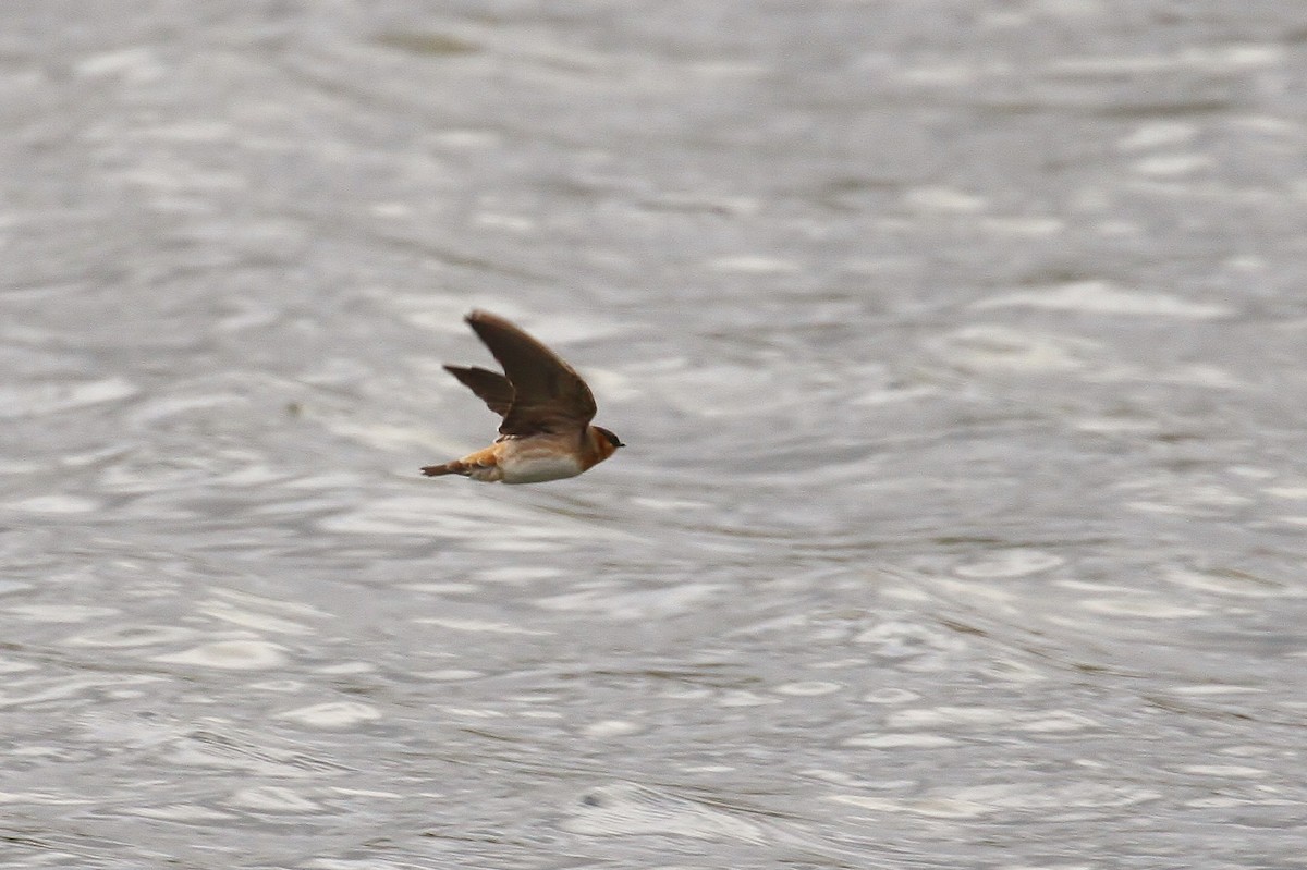 Cave Swallow (Texas) - ML131110491