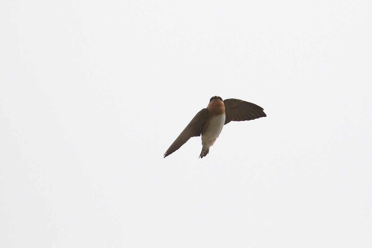 Cave Swallow (Texas) - ML131110511