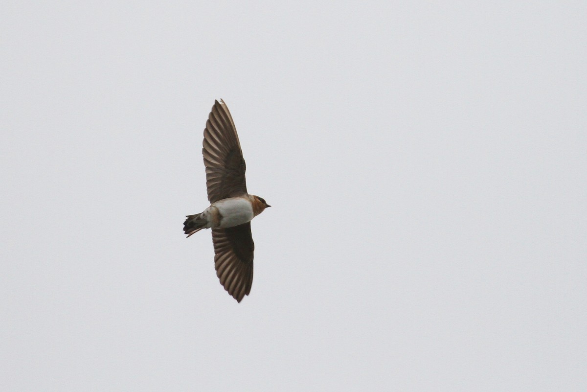 Cave Swallow (Texas) - ML131110541