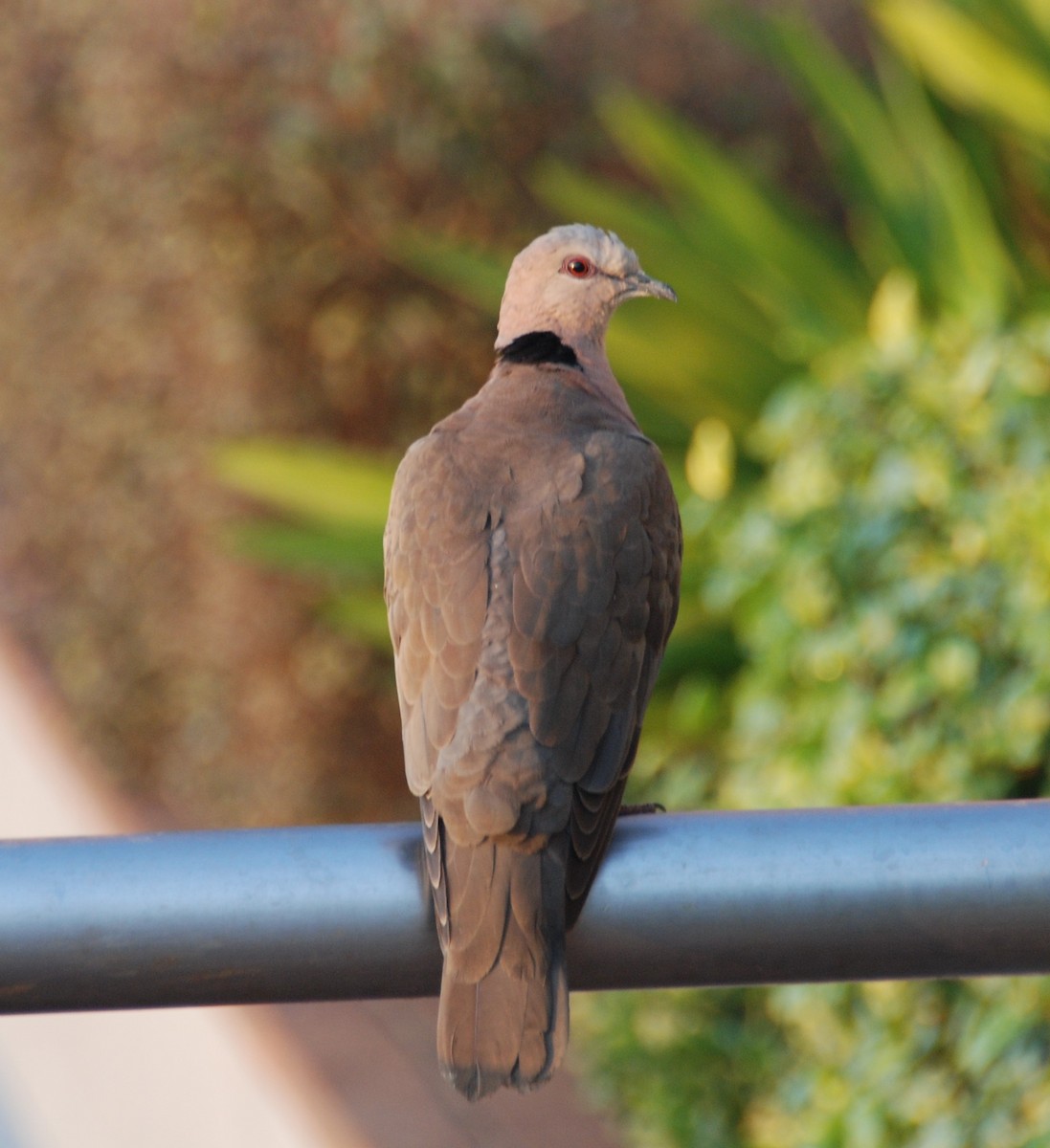 Red-eyed Dove - ML131110791