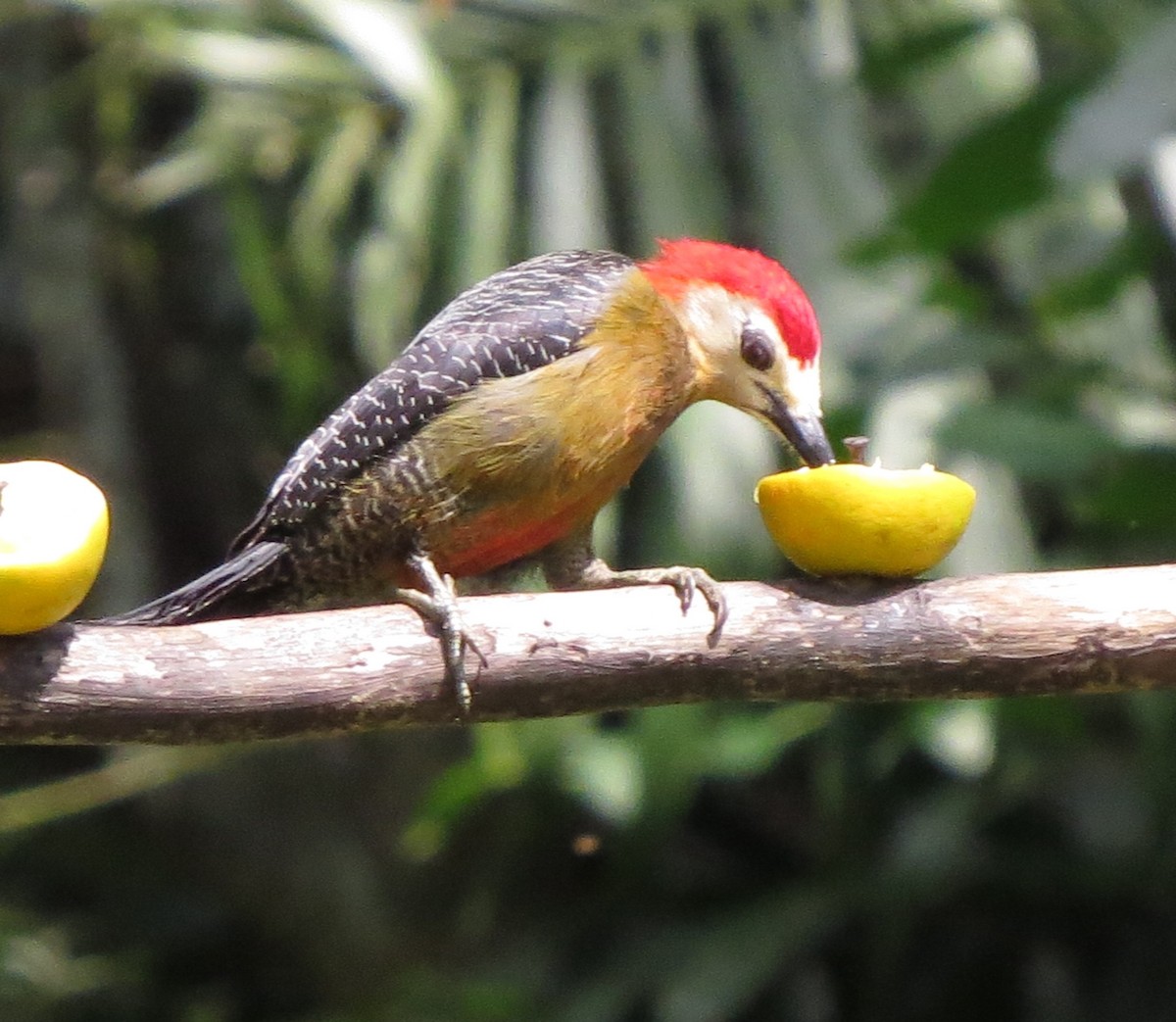 Jamaican Woodpecker - ML131112081