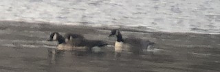 Cackling Goose (Aleutian), ML131112341