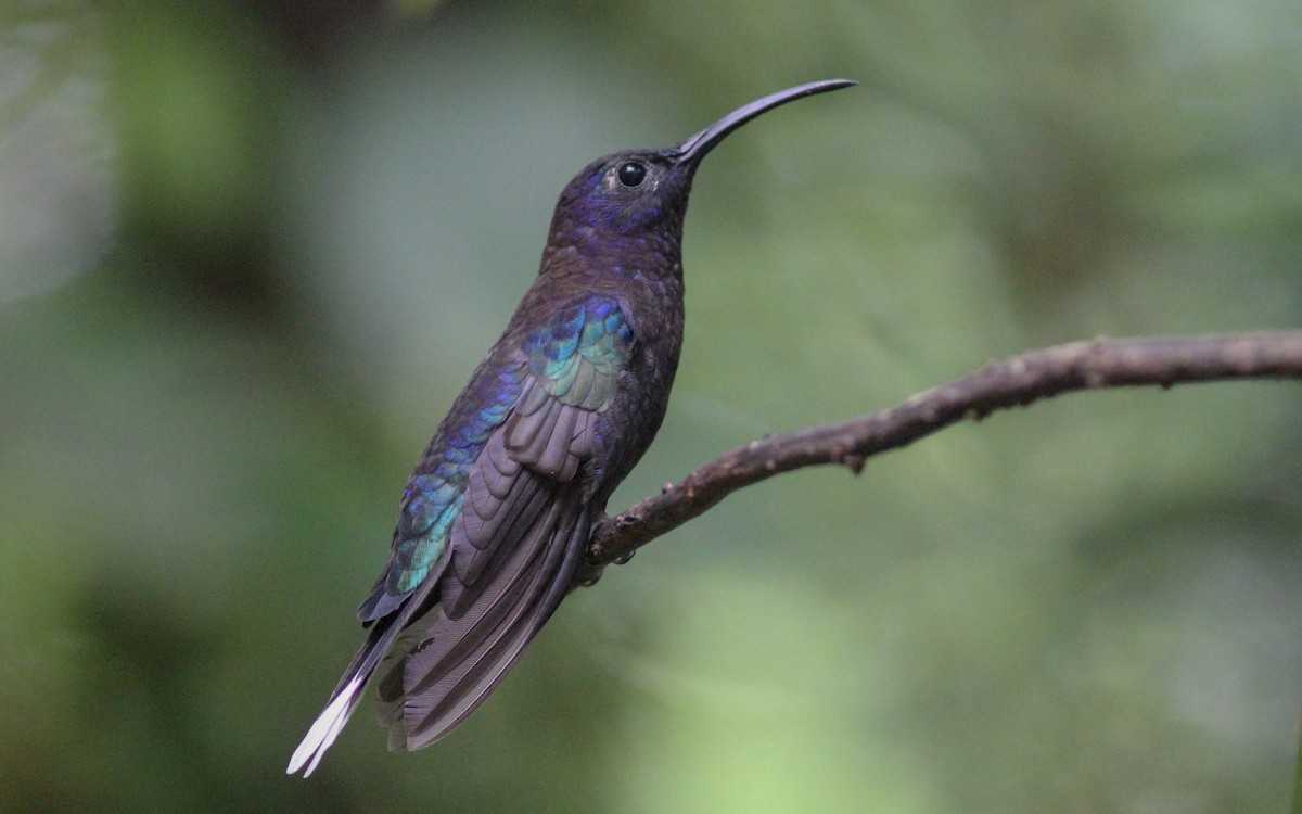 kolibřík fialkový - ML131113831