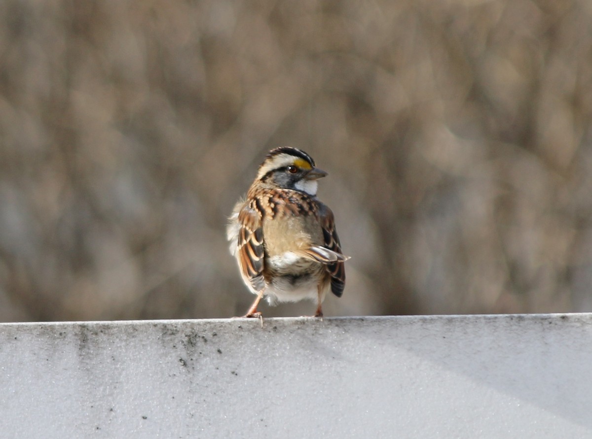 White-throated Sparrow - Andrew S. Aldrich
