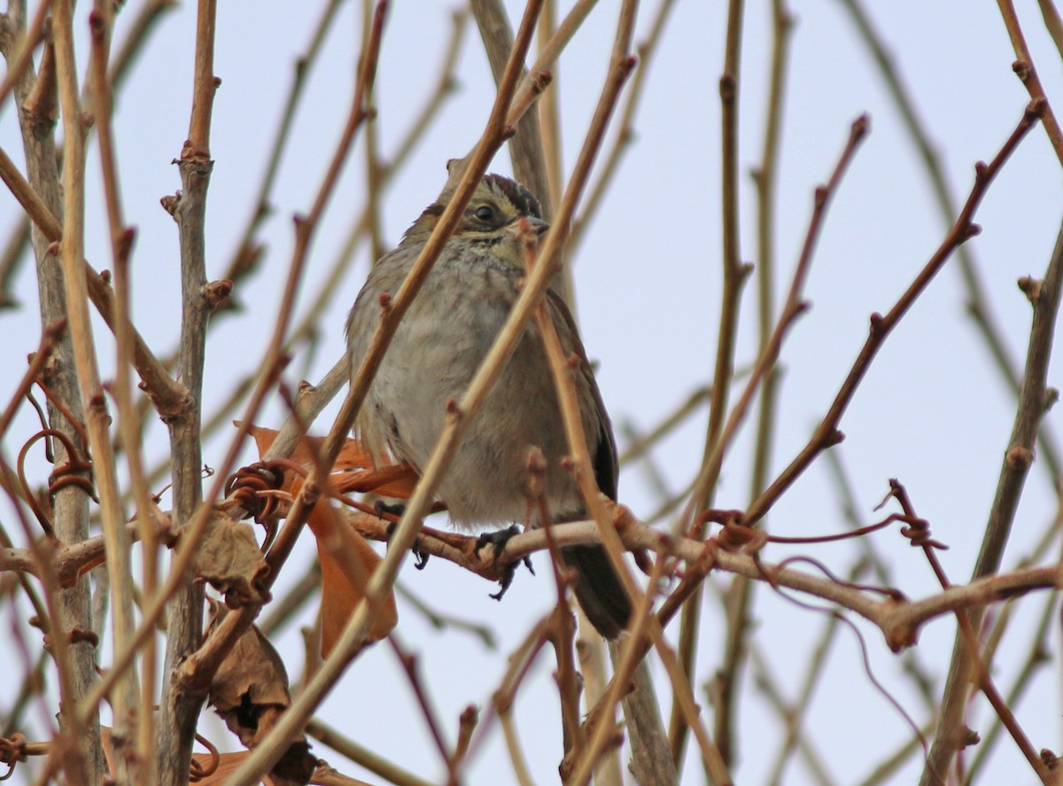 Swamp Sparrow - ML131114981
