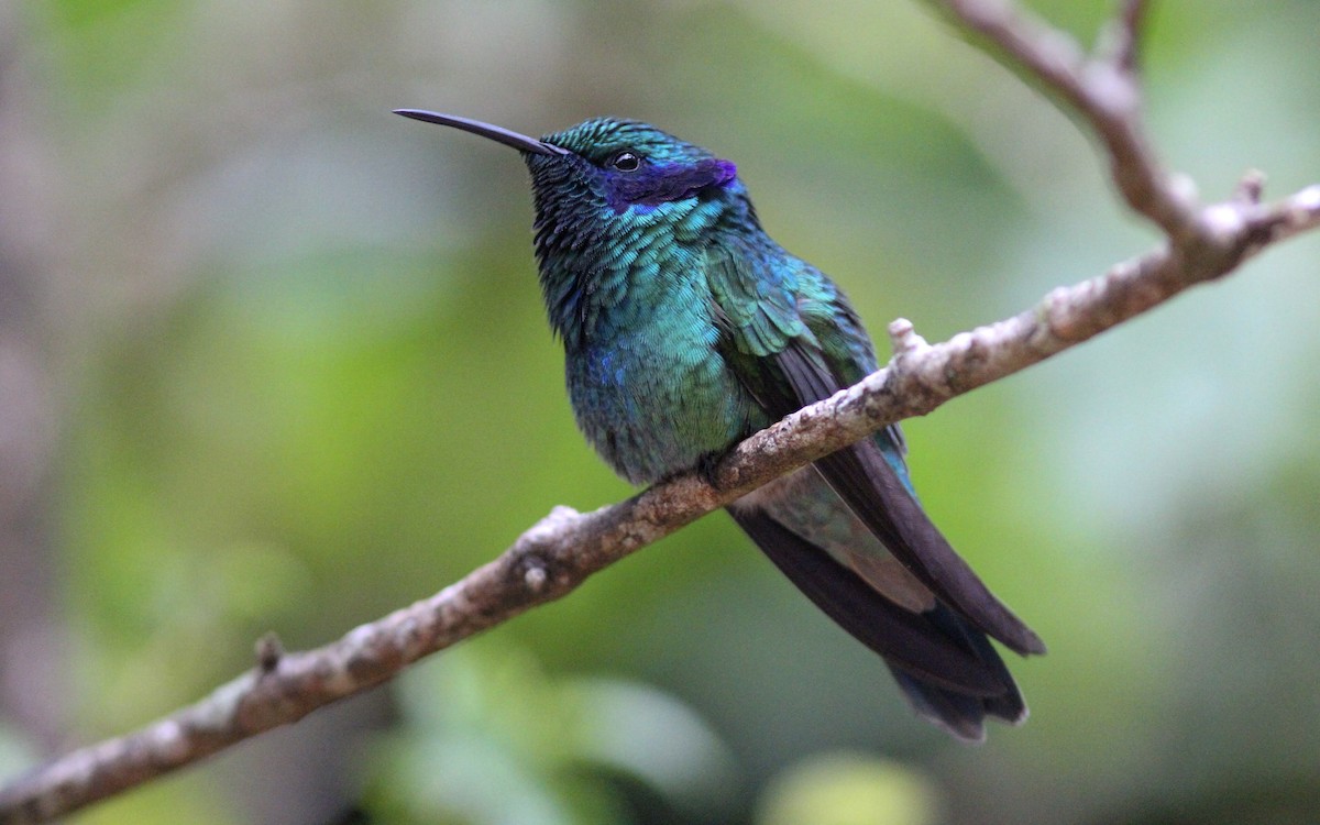 Lesser Violetear (Costa Rican) - ML131117111