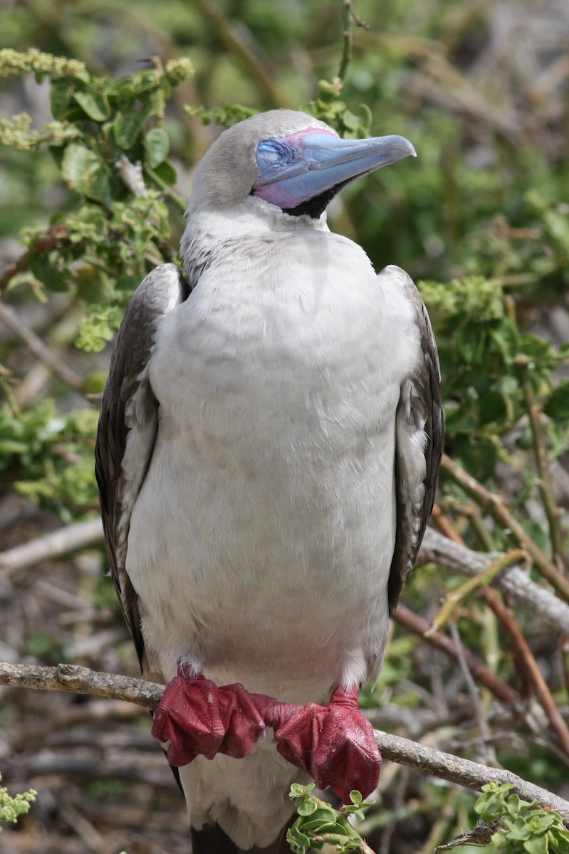 Red-footed Booby - ML131117591