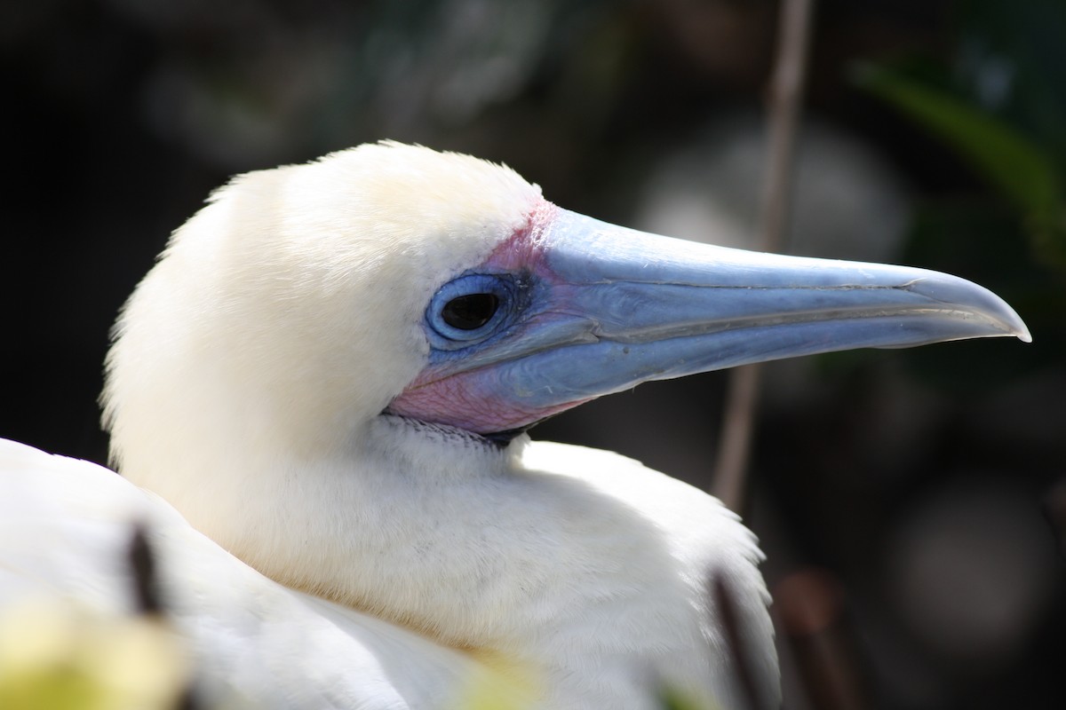 Red-footed Booby - ML131117601