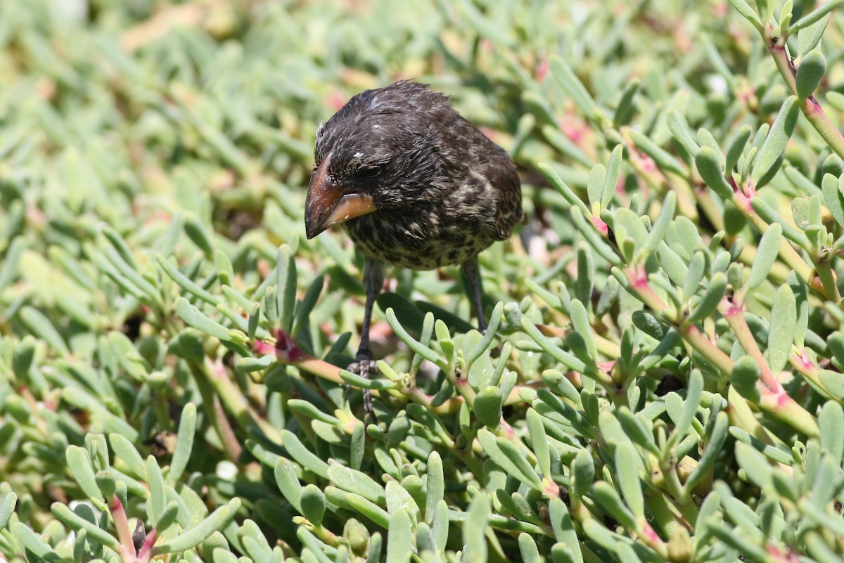Large Ground-Finch - george parker