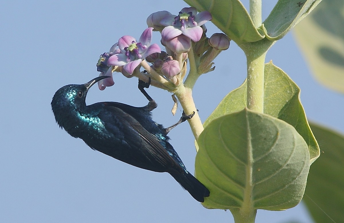 Purple Sunbird - Gopi Sundar