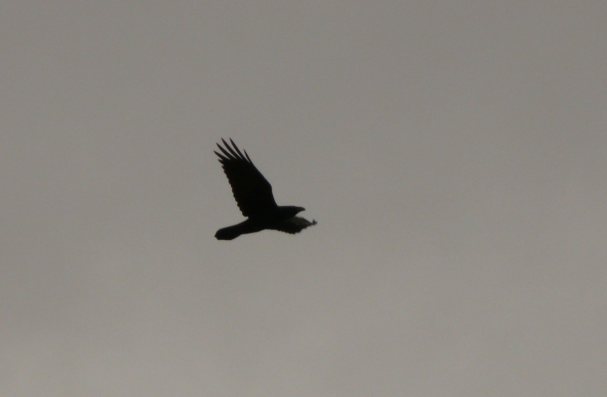 Common Raven - ML131127681