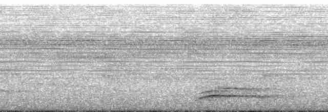 amazonvatretreløper (certhia) - ML131128