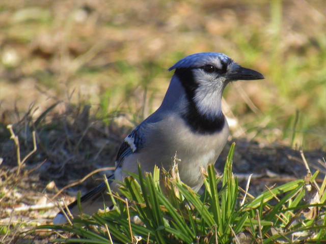 Blue Jay - Vermont eBird