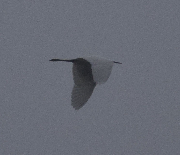 Little Egret - Siva T