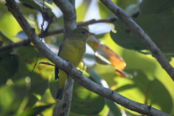 Western Tanager - ML131132091