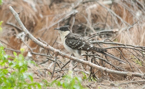 Great Spotted Cuckoo - Babis Tsilianidis