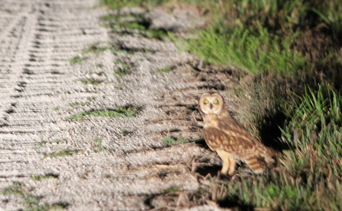 Short-eared Owl - ML131133061