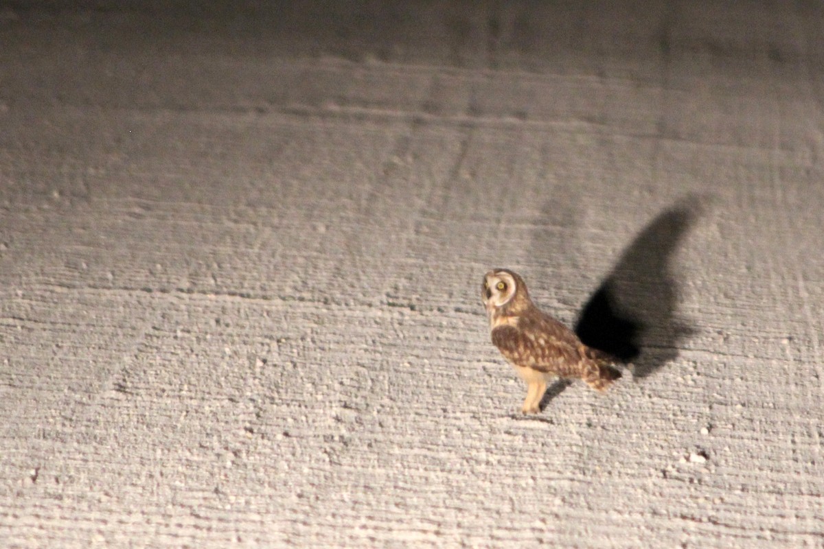 Short-eared Owl - ML131133091