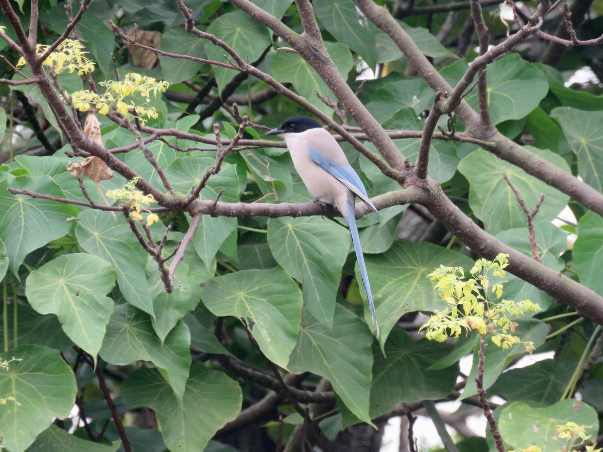 Azure-winged Magpie - ML131134251