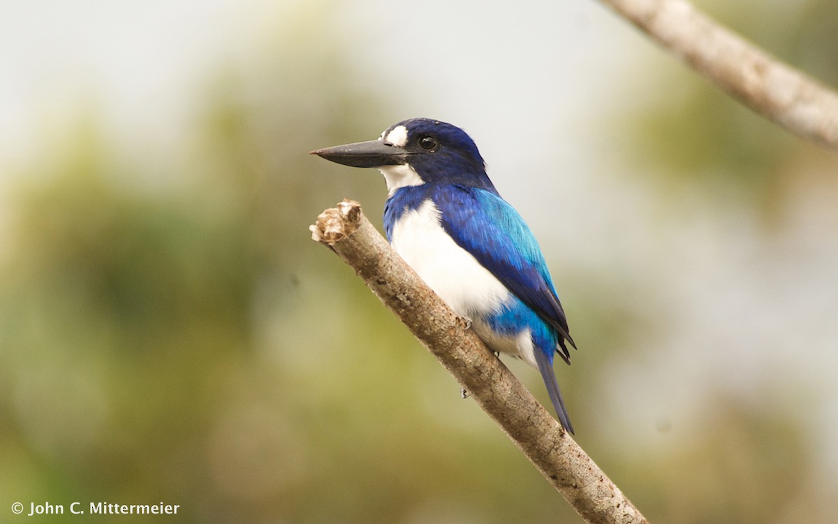 Blue-and-white Kingfisher - ML131138661