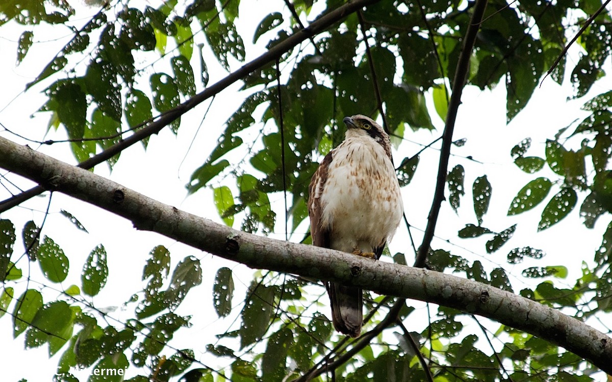 Sulawesi Serpent-Eagle - ML131139681