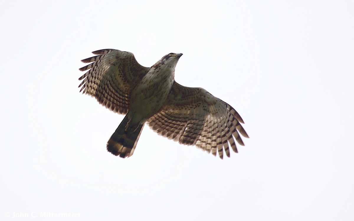 Sulawesi Serpent-Eagle - ML131139691