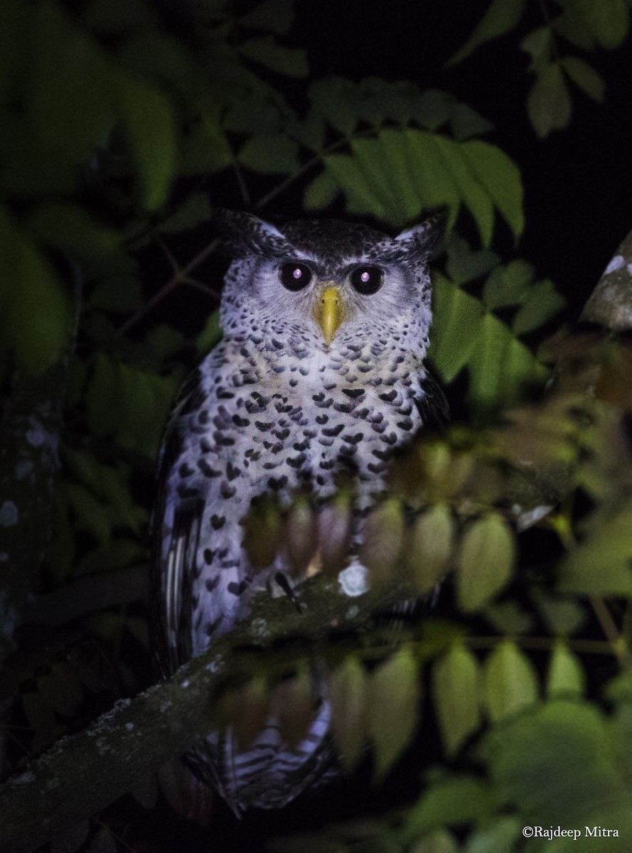 Spot-bellied Eagle-Owl - ML131141551