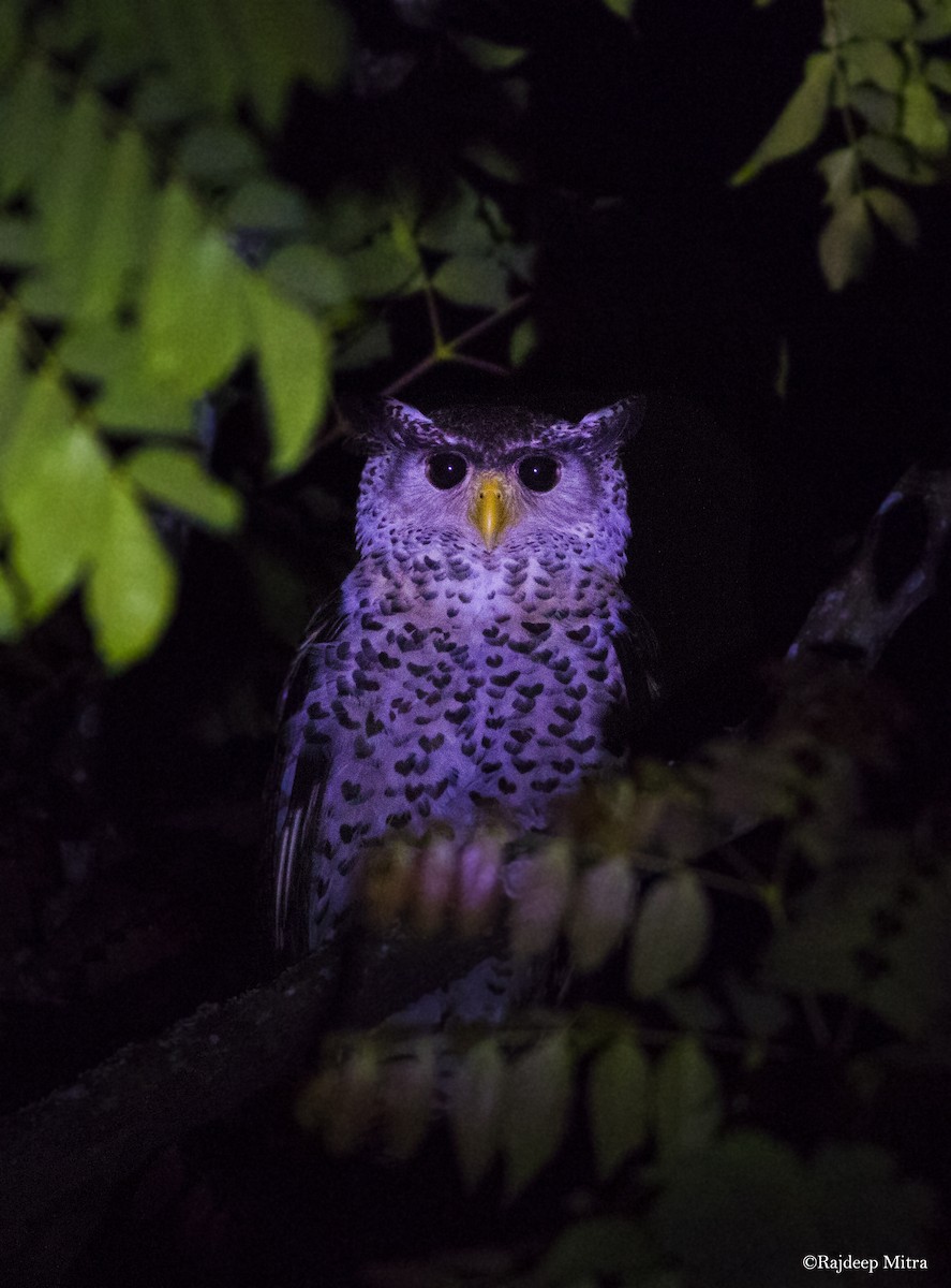 Spot-bellied Eagle-Owl - ML131141571