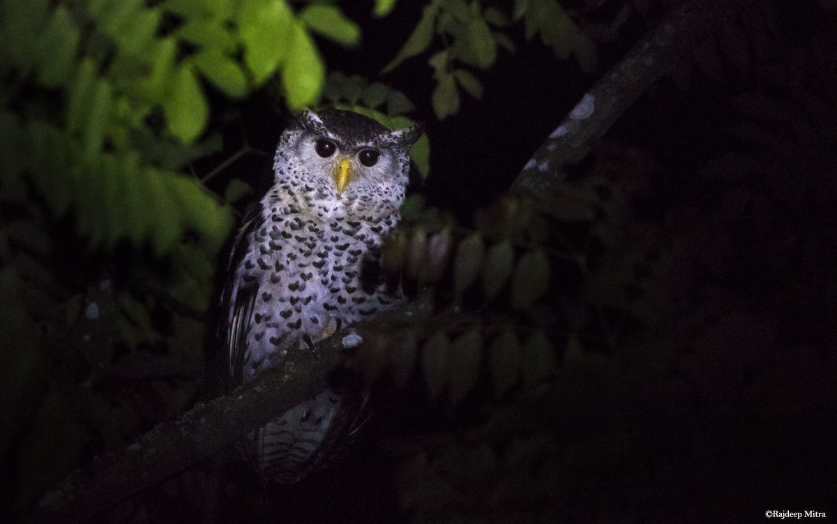 Spot-bellied Eagle-Owl - ML131141581