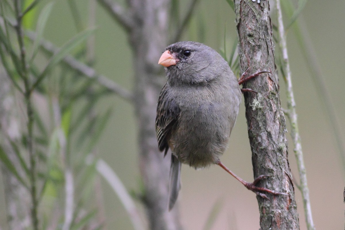 Plain-colored Seedeater - Graham Montgomery
