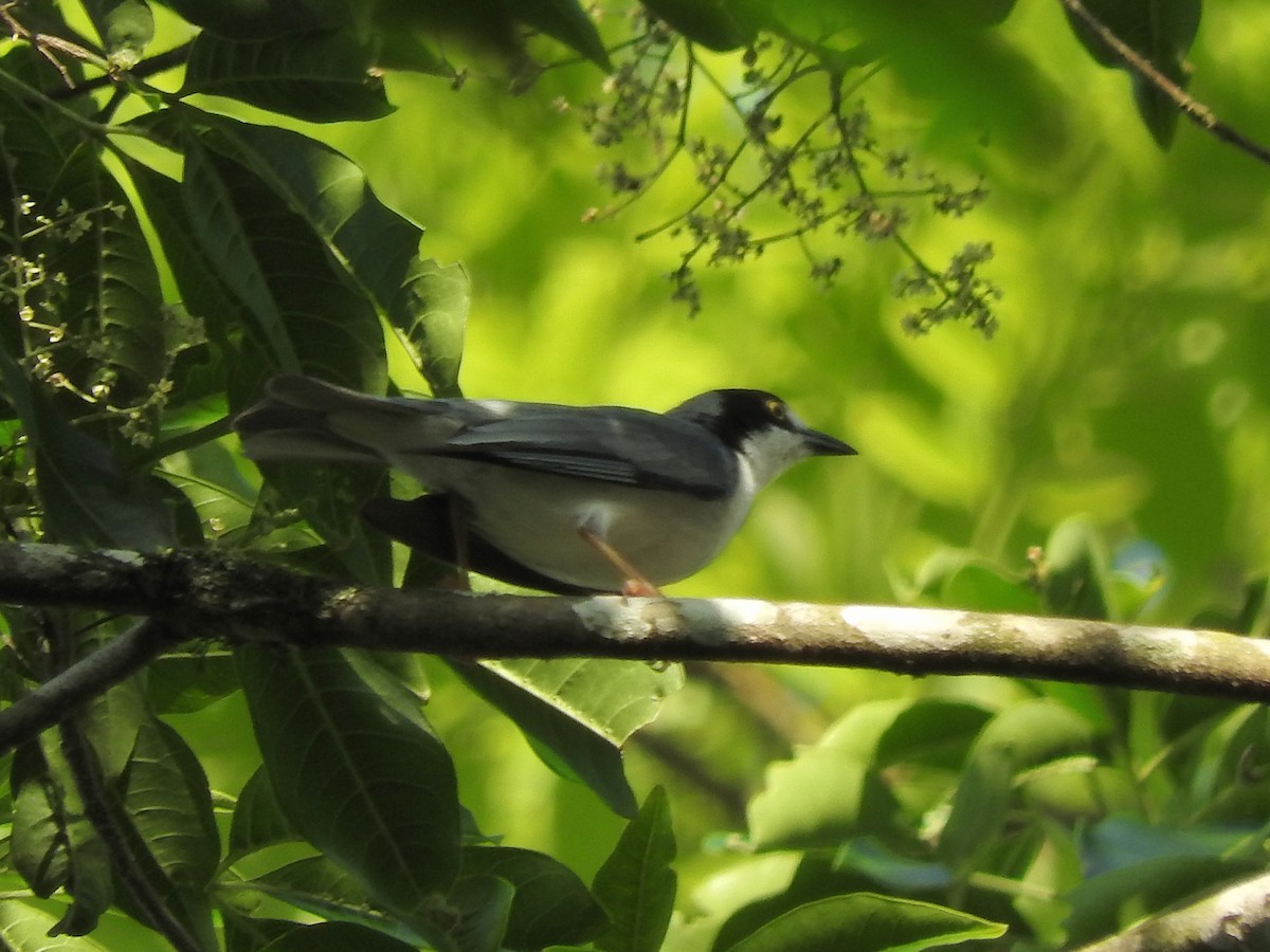 Hooded Tanager - ML131144911