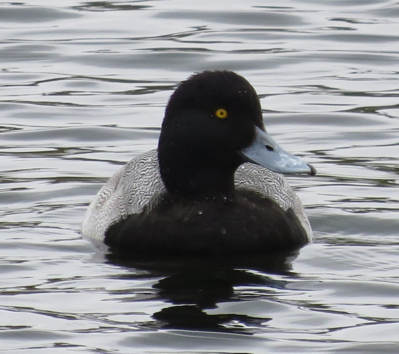 Lesser Scaup - Mary Beth Stowe