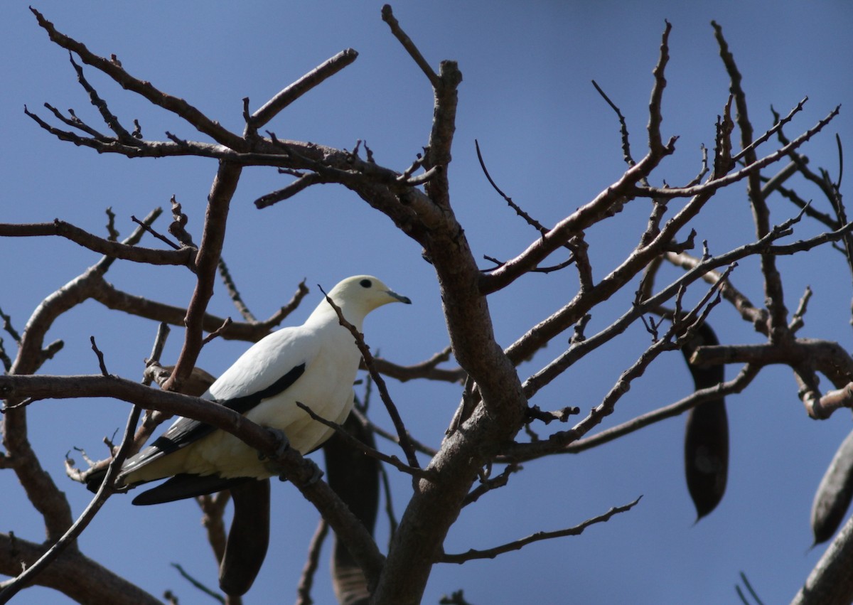 Pied Imperial-Pigeon - ML131146551