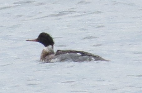 Red-breasted Merganser - Mary Beth Stowe