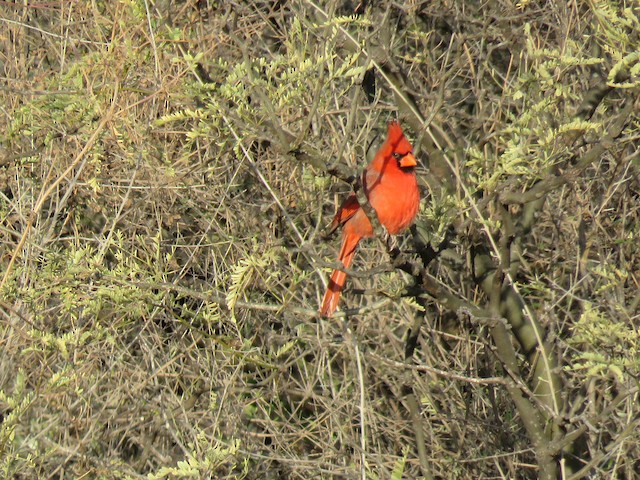 Male (presumably subspecies <em>sinaloensis</em>). - Northern Cardinal - 