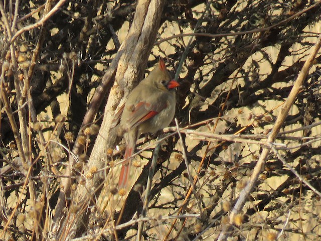 Female (presumably subspecies <em>sinaloensis</em>). - Northern Cardinal - 