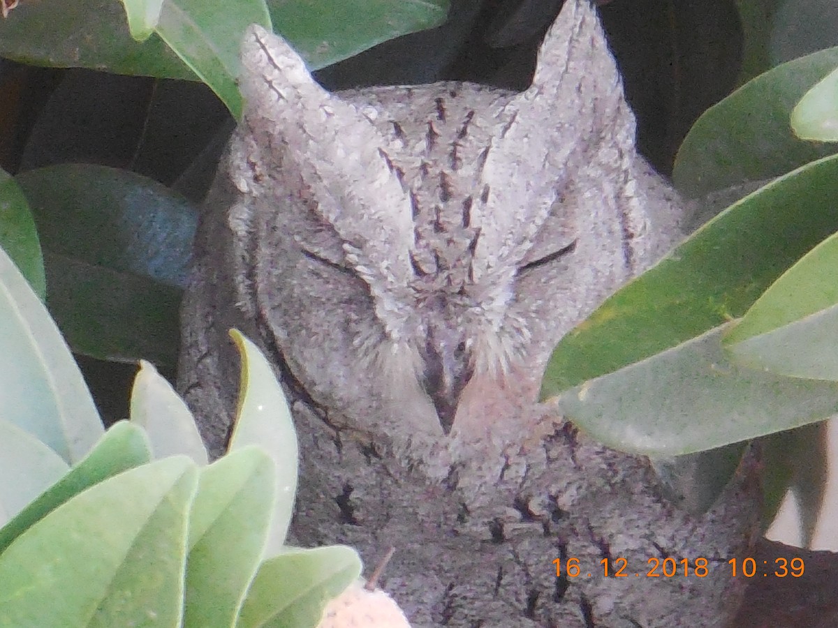 Pallid Scops-Owl - swapnil kulkarni