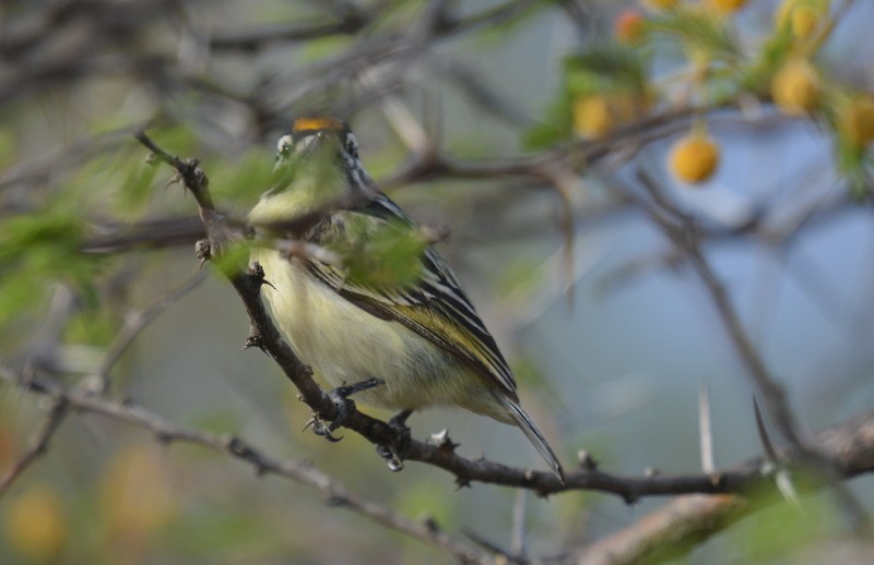 Yellow-fronted Tinkerbird - Simon Tonge