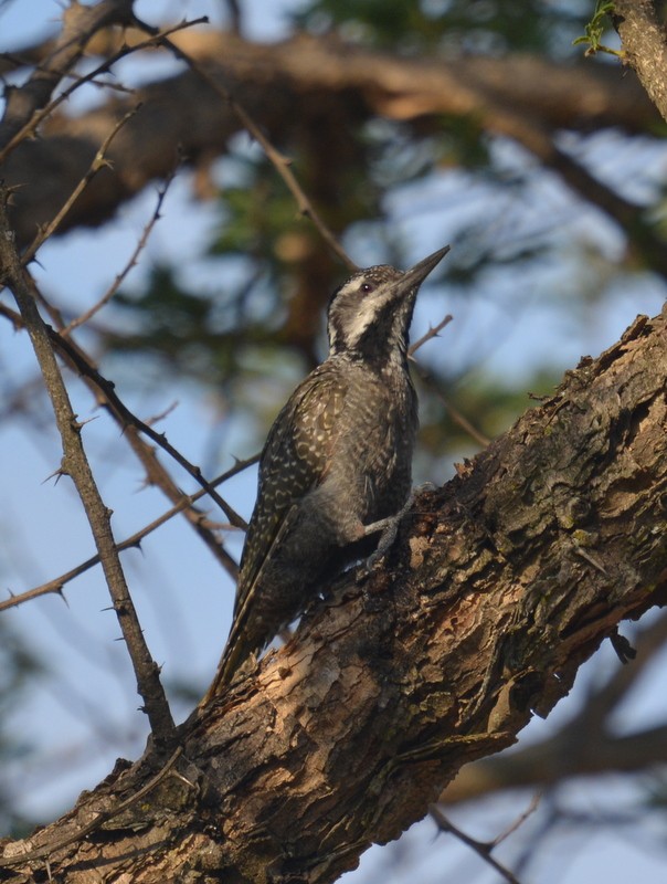 Bearded Woodpecker - Simon Tonge
