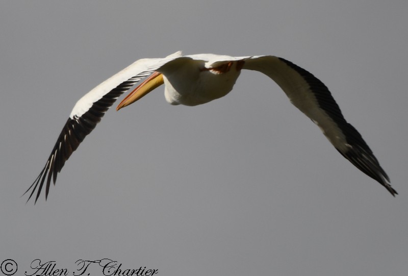 American White Pelican - Allen Chartier