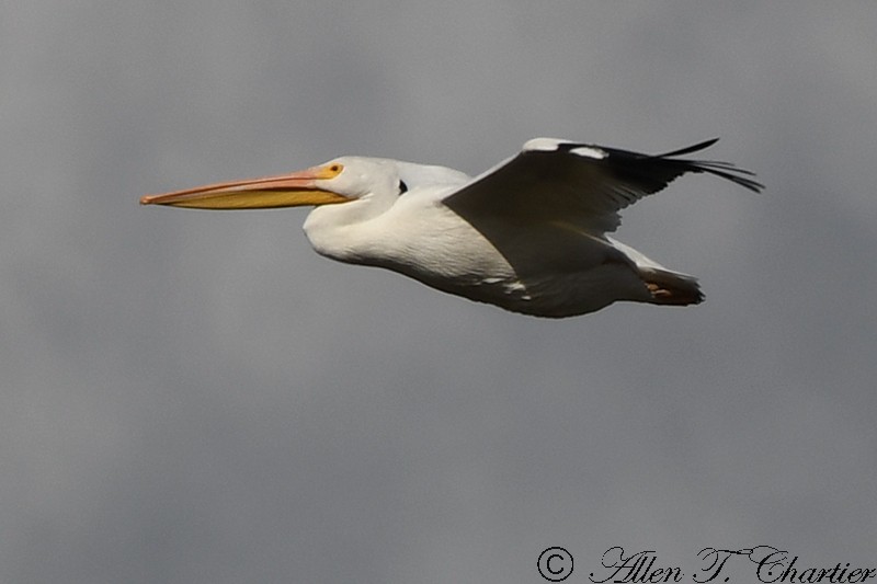 American White Pelican - Allen Chartier