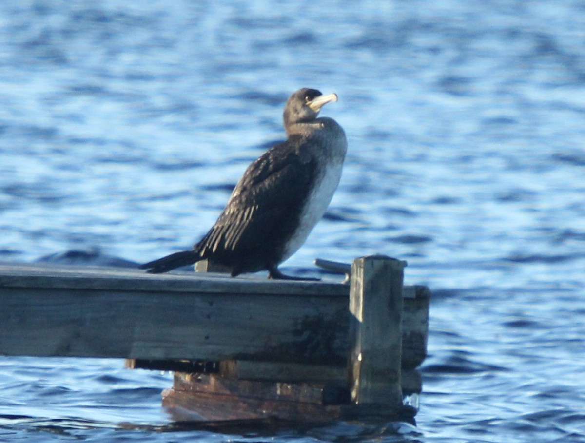 Great Cormorant (North Atlantic) - Dylan Pedro