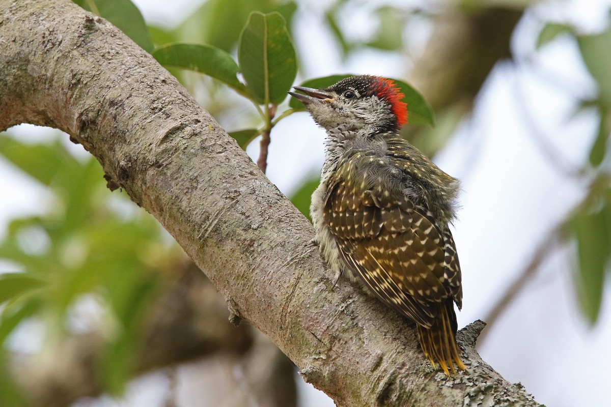 Golden-tailed Woodpecker - ML131156771